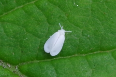 Aleyrodes proletella