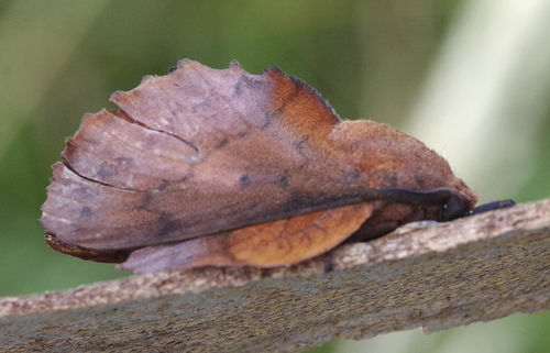 Gastropacha quercifolia