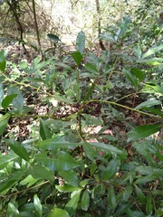 Beilschmiedia obtusifolia