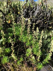 Artemisia oligocarpa