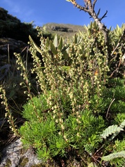 Artemisia oligocarpa