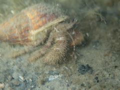 Pagurus cuanensis