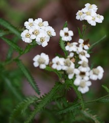Achillea alpina camtschatica