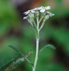 Achillea alpina camtschatica