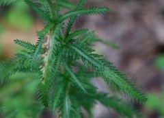 Achillea alpina camtschatica