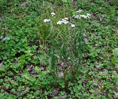 Achillea alpina camtschatica