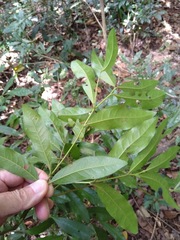 Beilschmiedia obtusifolia