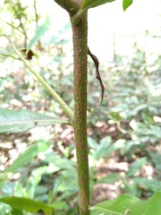 Beilschmiedia obtusifolia