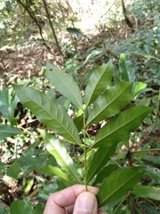 Beilschmiedia obtusifolia