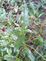 Beilschmiedia obtusifolia