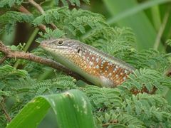 Trachylepis perrotetii