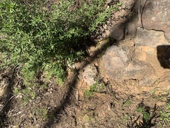 Ctenophorus decresii