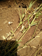 Lathyrus lentiformis