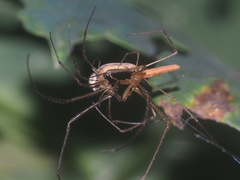 Tetragnatha mandibulata