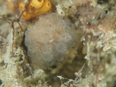 Morchellium argus