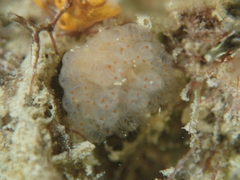 Morchellium argus