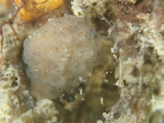 Morchellium argus