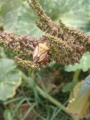 Carpocoris mediterraneus atlanticus