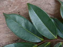 Xylopia aethiopica