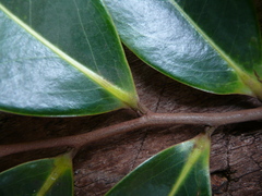 Xylopia aethiopica
