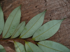 Xylopia aethiopica