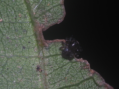 Stiphropus