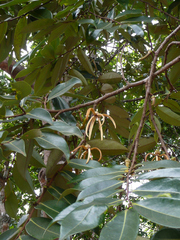 Xylopia aethiopica