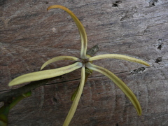 Xylopia aethiopica