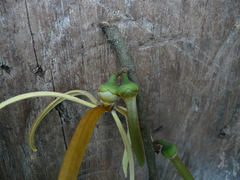 Xylopia aethiopica