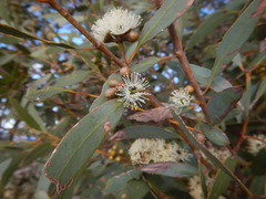 Eucalyptus diversifolia