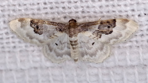 Idaea rusticata