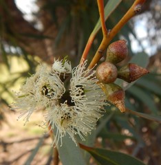 Eucalyptus diversifolia