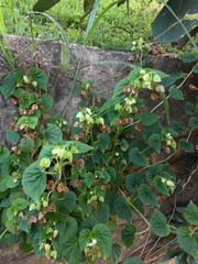 Begonia hirtella