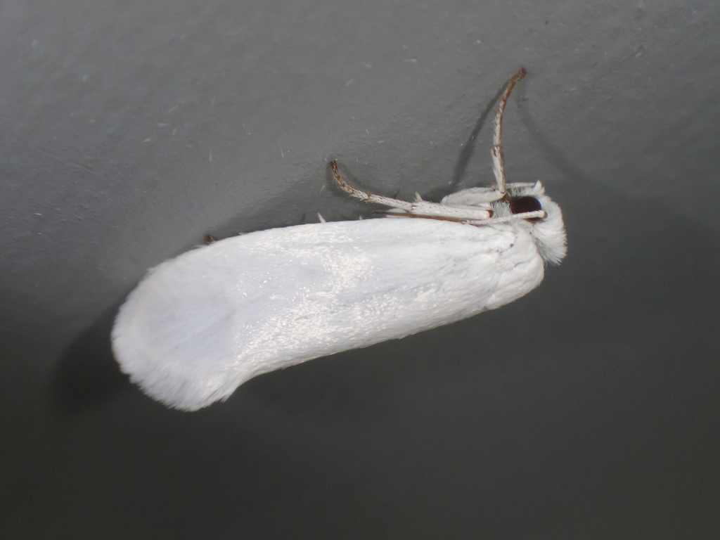 Bogus Yucca Moth