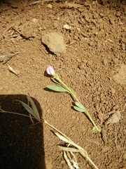 Lathyrus lentiformis