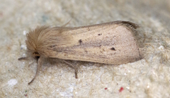 Sesamia nonagrioides