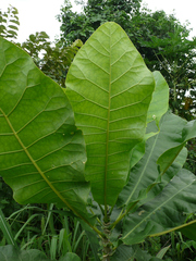 Anthocleista djalonensis