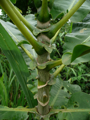 Anthocleista djalonensis