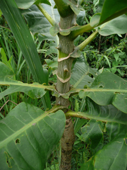 Anthocleista djalonensis