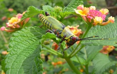 Zonocerus variegatus