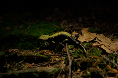 Salamandra atra aurorae