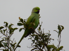 Psittacula krameri krameri