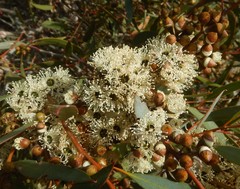 Eucalyptus diversifolia