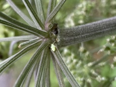 Orthops