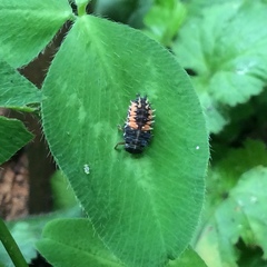 Harmonia axyridis