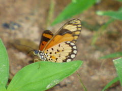 Acraea serena