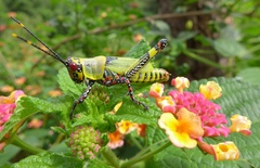 Zonocerus variegatus