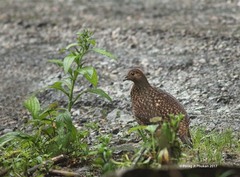 Tragopan blythii