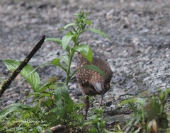Tragopan blythii