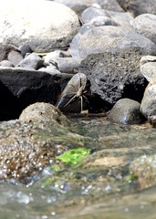 Dolomedes scriptus